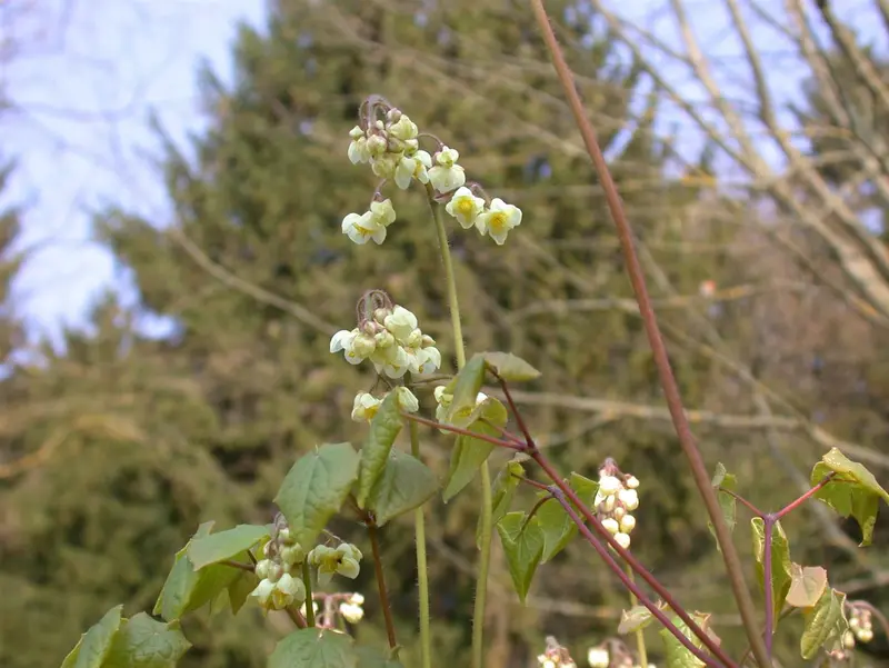 epimedium pubigerum P9 - afbeelding 3