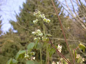 epimedium pubigerum P9 - afbeelding 3