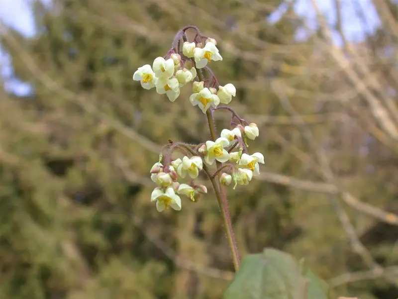 epimedium pubigerum P9 - afbeelding 4