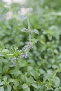 mentha pulegium P9 - afbeelding 4