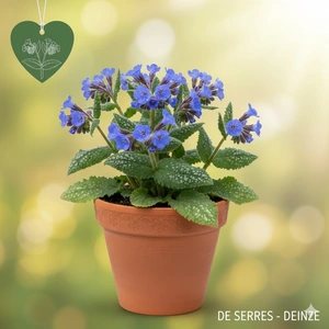 Pulmonaria saccharata 'Blue Ensign' P9