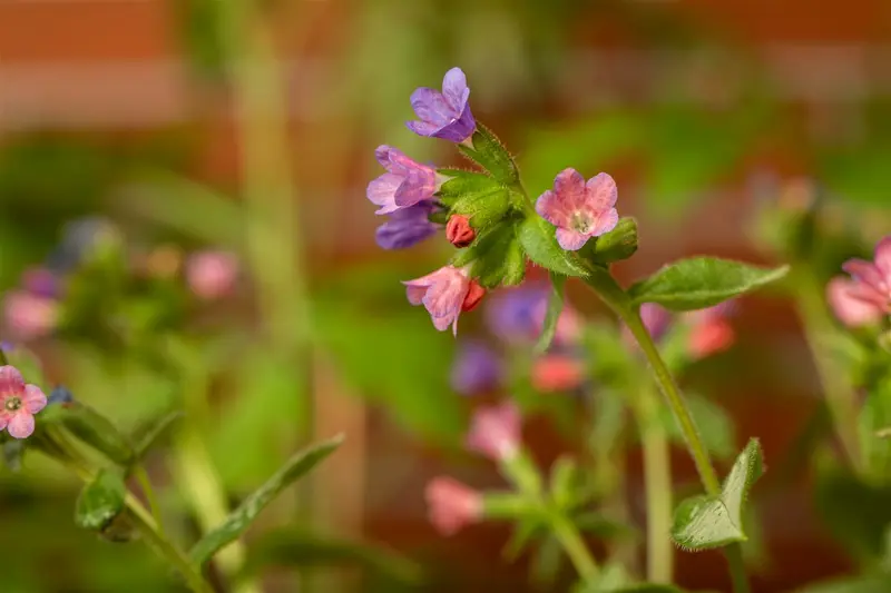 Pulmonaria hybr. 'Majesté' P9 - afbeelding 1