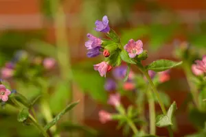 Pulmonaria hybr. 'Majesté' P9 - afbeelding 1