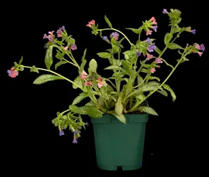 Pulmonaria hybr. 'Majesté' P9 - afbeelding 2