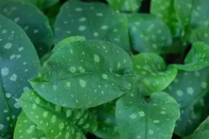 Pulmonaria hybr. 'Miss Elly' P9 - afbeelding 2