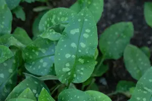 Pulmonaria hybr. 'Samourai' P9 - afbeelding 3