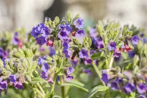 Pulmonaria sacch. 'Leopard' P9