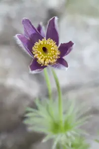 Pulsatilla vulgaris 'Blaue Glocke' P9