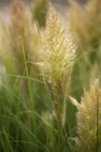 Pumila - afbeelding 1