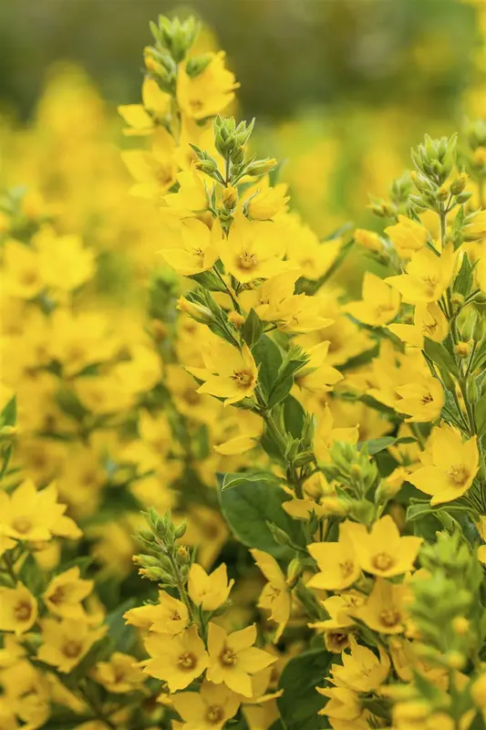 Lysimachia punctata P9 - afbeelding 1