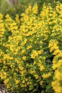 Lysimachia punctata P9 - afbeelding 2
