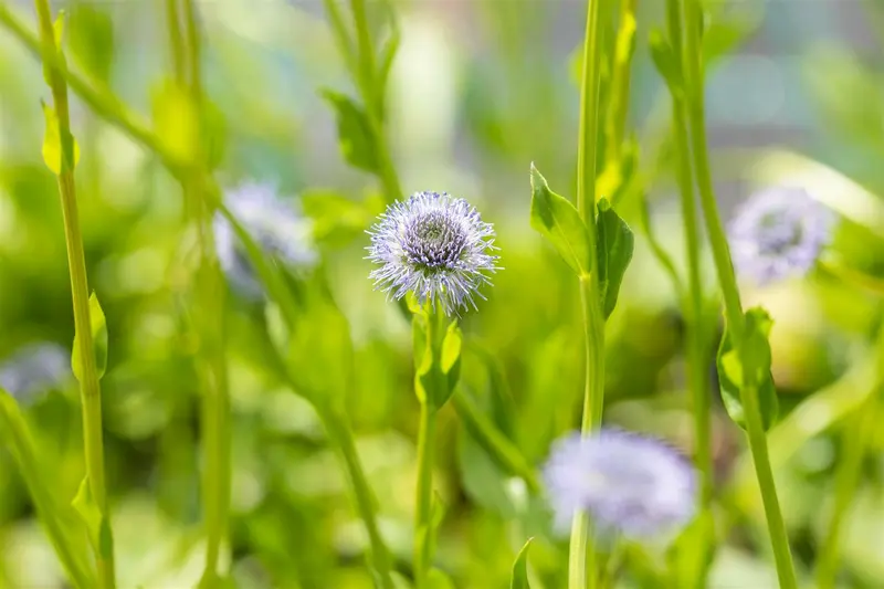 globularia punctata P9 - afbeelding 1