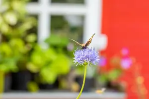 globularia punctata P9 - afbeelding 2