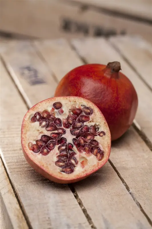Punica granatum 60- 80   C10 - afbeelding 3