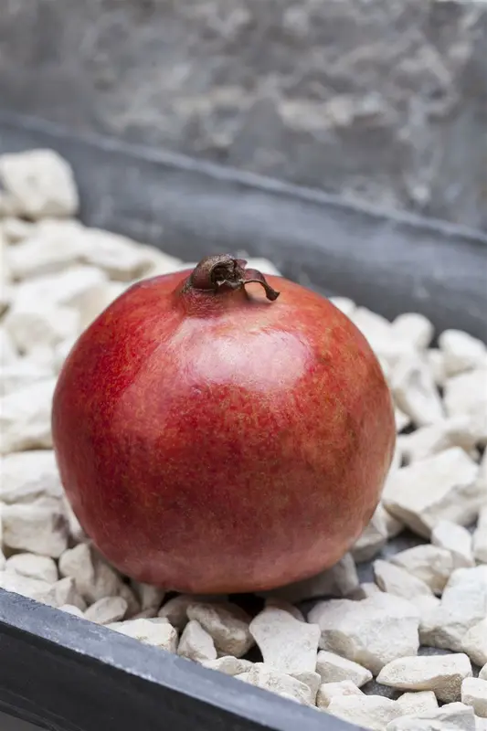 Punica granatum STRUIK   C - afbeelding 1