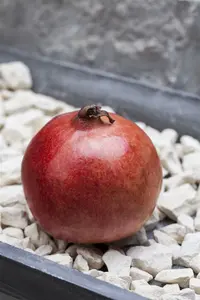 Punica granatum STRUIK   C - afbeelding 1