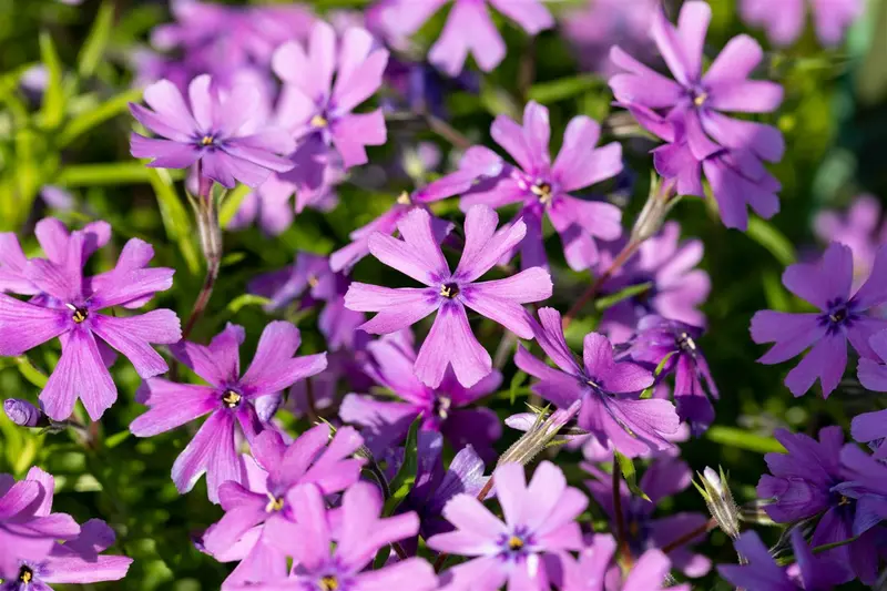 Purple Beauty - afbeelding 1