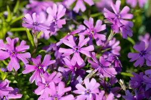 Purple Beauty - afbeelding 2
