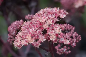 sedum hybr. 'purple emperor' P9