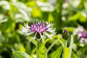 centaurea mont. 'purple heart' P9 - afbeelding 2