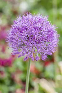 Allium afl. 'Purple Rain' P9