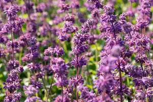 salvia vert. 'purple rain' P9 - afbeelding 2