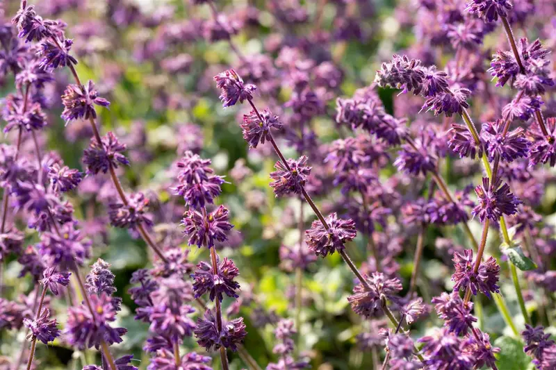 salvia vert. 'purple rain' P9 - afbeelding 2