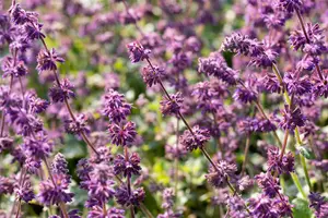 salvia vert. 'purple rain' P9 - afbeelding 2