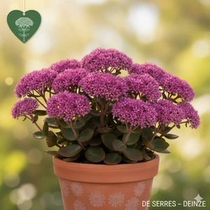 Sedum spurium 'Purple Winter' P10.5