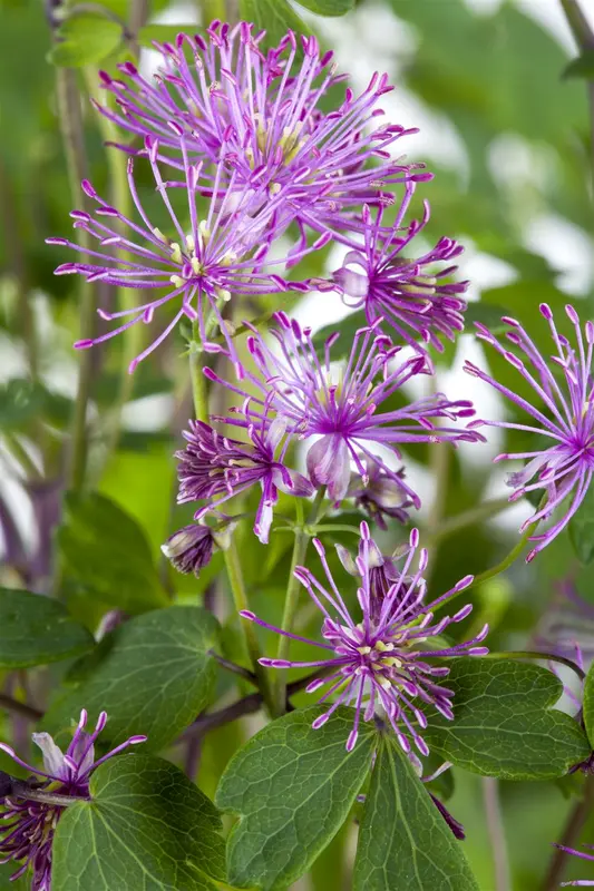 thalictrum hybr. 'purplelicious' P9