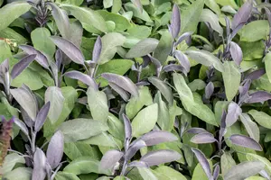 salvia off. 'purpurascens' P9 - afbeelding 2