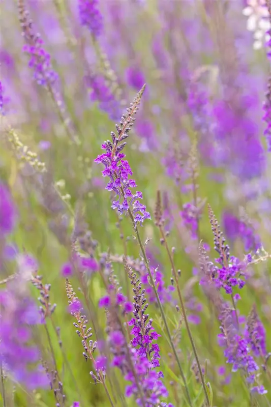 linaria purpurea P9 - afbeelding 5