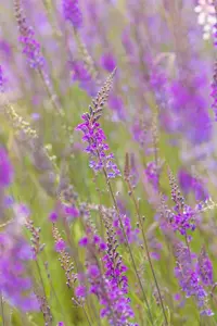 linaria purpurea P9 - afbeelding 5