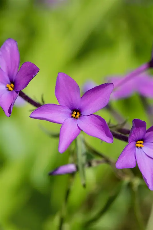 phlox stol. 'purpurea' P9 - afbeelding 2
