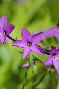 phlox stol. 'purpurea' P9 - afbeelding 2