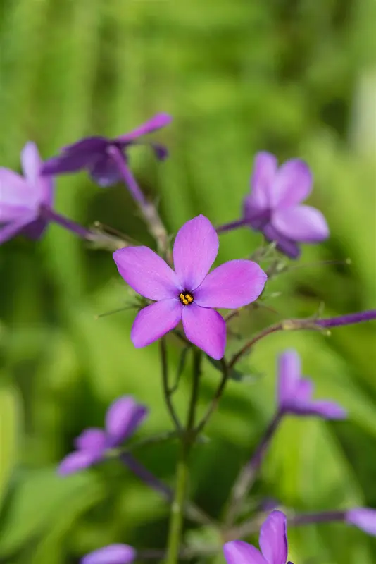 phlox stol. 'purpurea' P9 - afbeelding 4