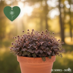 Acaena inermis 'Purpurea' P9