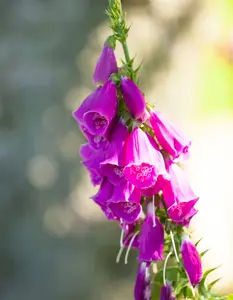 purpurea - afbeelding 5