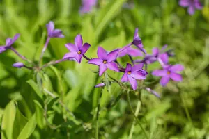 phlox stol. 'purpurea' P9 - afbeelding 1