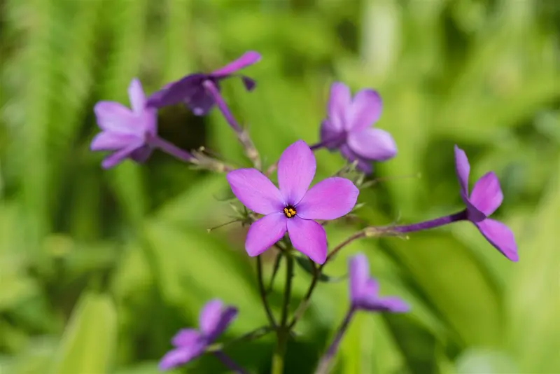 phlox stol. 'purpurea' P9 - afbeelding 3