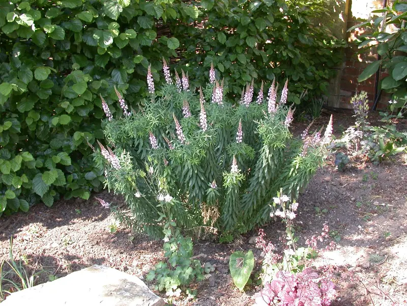 linaria purpurea P9 - afbeelding 4