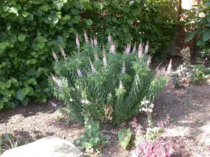 linaria purpurea P9 - afbeelding 4