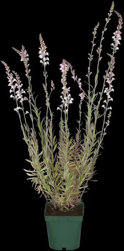 linaria purpurea P9 - afbeelding 2