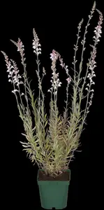 linaria purpurea P9 - afbeelding 2