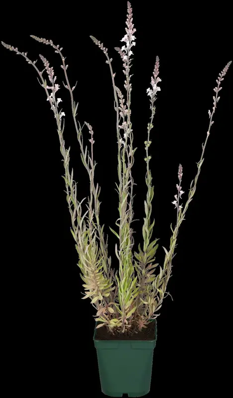 linaria purpurea P9 - afbeelding 1