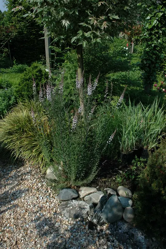linaria purpurea P9 - afbeelding 3