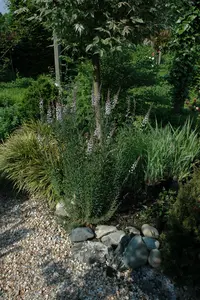 linaria purpurea P9 - afbeelding 3
