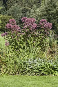 purpureum - afbeelding 4