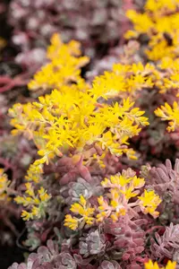 sedum spath. 'purpureum' P9 - afbeelding 5