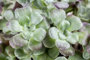 sedum spath. 'purpureum' P9 - afbeelding 2